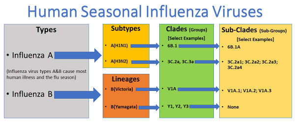 Influenza-viruses-1200px.jpg