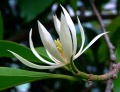 Magnolia flower.jpg