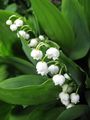 Lily-of-the-valley.jpg