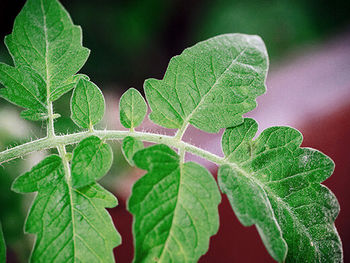 Tomato leaf.jpg