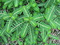 Phyllanthus urinaria.jpg