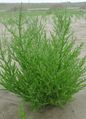 Salicornia herbacea.jpg