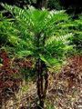 Eurycoma-longifolia.jpg