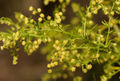 Artemisia-annua.jpg