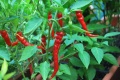 Cayenne peppers.jpg