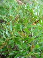 Pistacia lentiscus.jpg