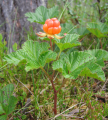Cloudberry.png