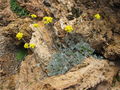 Artemisia glacialis.jpg