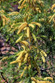 Prosopis glandulosa torreyana ShaversWell2 2011-04.03.jpg
