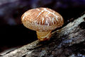 1200px-Shiitake mushroom.jpg