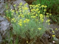 Helichrysum italicum.jpg