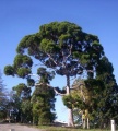EucalyptusCitriodora.jpg
