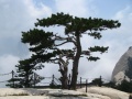 Pinus tabuliformis.jpg