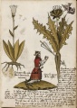 Medieval Herbal Medecine.jpg