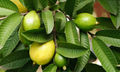 Guava leaves.jpg
