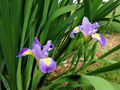 Iris-versicolor-Blue-Flag-Iris.jpg