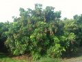 Longan tree.jpg