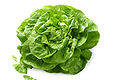 Lettuce.jpg