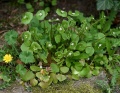 Claytonia Perfoliata.jpg