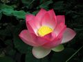 Pink lotus.jpg