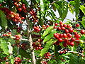 Coffeeberry.jpg