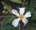 Camellia-oleifera.jpg