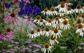 Herbsflowers.jpg