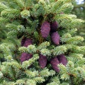 Black spruce.jpg