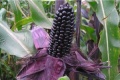 Purple corn.jpg