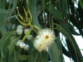 Eucalyptus.jpg