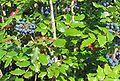 Oregon-grape-Plant.jpg