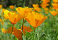 Growing-california-poppy1.jpg