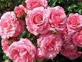 Rosa damascena.jpg