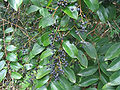 Embelia Ribes.jpg