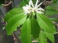 Michelia alba leaf.JPG