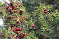 Juniperus phoenicea.jpg