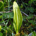 Ophioglossum vulgatum.jpg