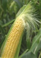 Corn Silk.jpg