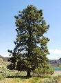 Pinus-ponderosa.jpg