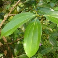 Cinnamon leaf.jpg