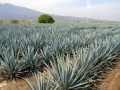 Agave-tequilana.jpg