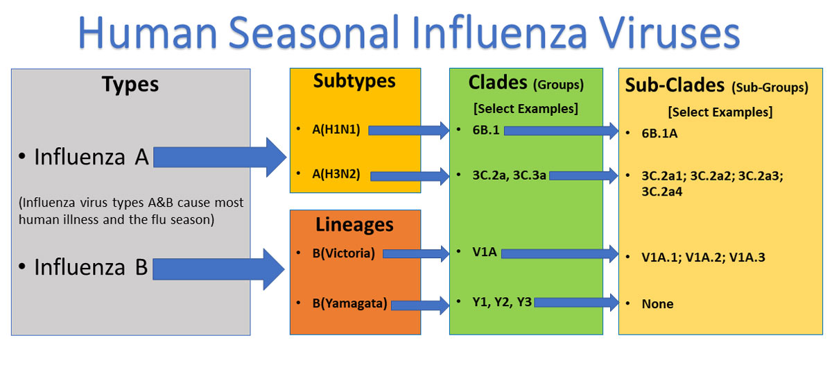 Influenza-viruses-1200px.jpg