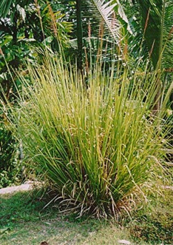 vetiver grass - wiki-image
