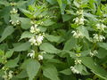 Lamium-album.jpg