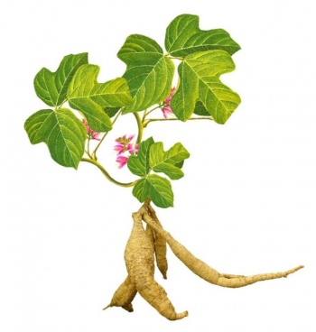 Pueraria Mirifica Where Can I Buy It In Brisbane