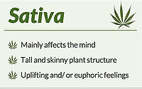 Cannabis Sativa.jpg