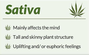 Cannabis Sativa.jpg