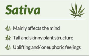 Cannabis Sativa.jpg